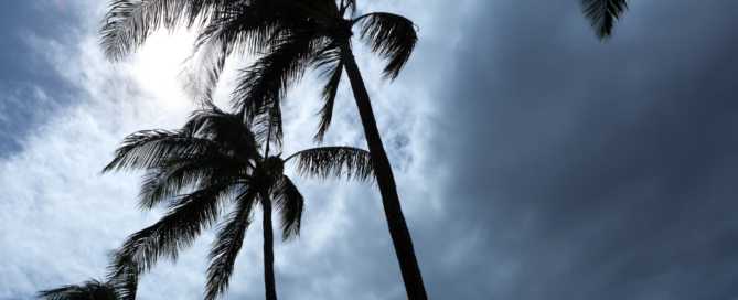 Photo of a palm trees blowing during a hurricane